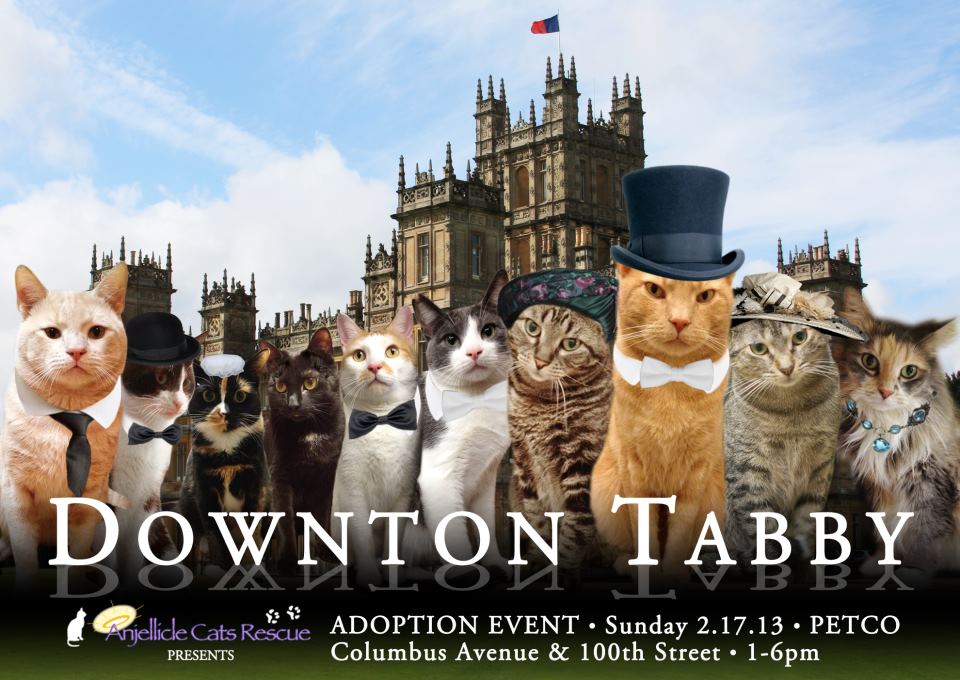 10 Brilliant Cat Adoption Promos ASPCApro